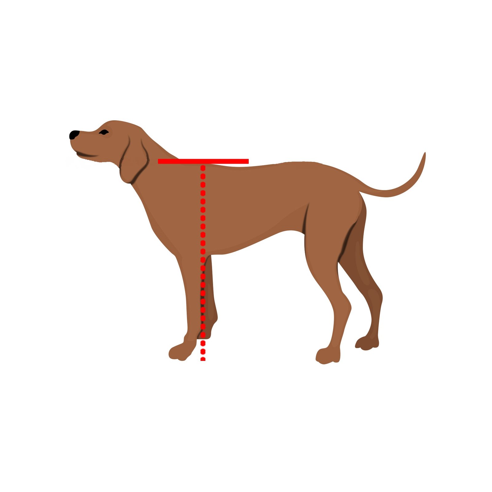 Pet door height measurement