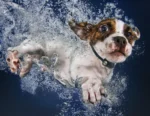 Power Pet Door by HiTech - Image 9