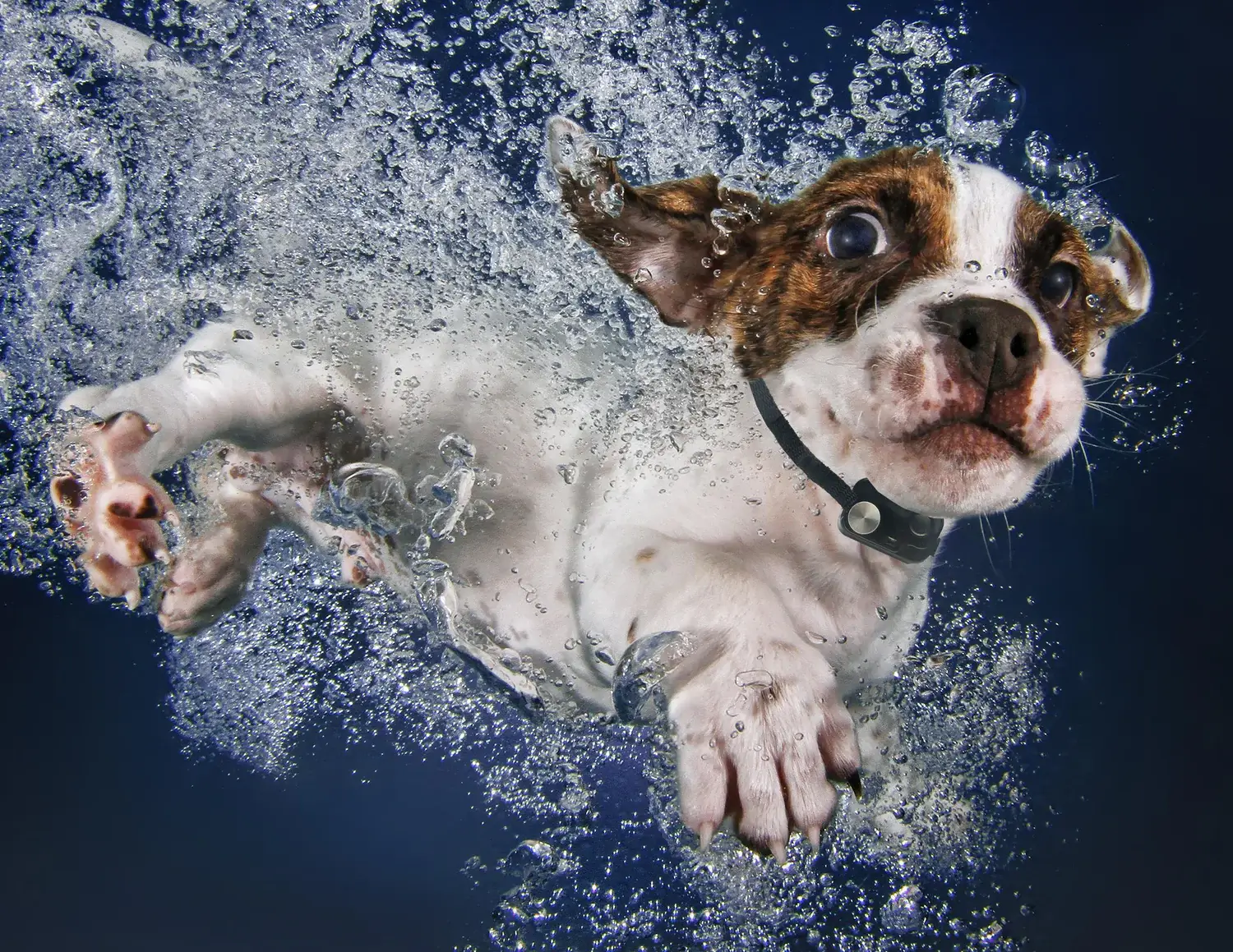 PX-2-WF-W LARGE WiFI CONTROLLED WALL MOUNT POWER PET DOOR - Image 9