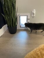 JGM Pet Doors with Dog